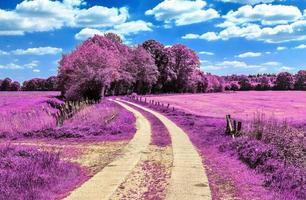 Beautiful purple infrared landscape in high resolution photo