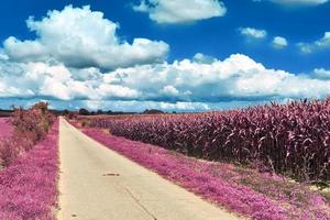 hermoso paisaje infrarrojo púrpura en alta resolución foto