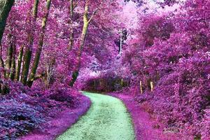 Beautiful purple infrared landscape in high resolution photo