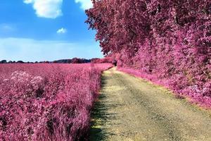 Beautiful purple infrared landscape in high resolution photo