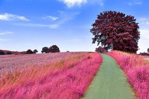 Beautiful purple infrared landscape in high resolution photo