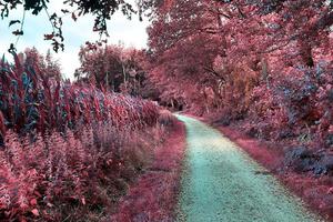 Beautiful purple infrared landscape in high resolution photo