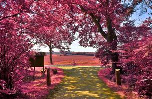 hermoso paisaje infrarrojo púrpura en alta resolución foto