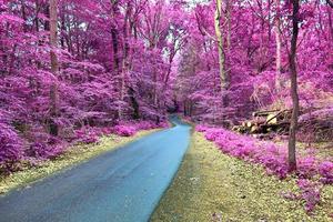 hermoso paisaje infrarrojo púrpura en alta resolución foto