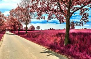 Beautiful purple infrared landscape in high resolution photo