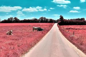 Beautiful purple infrared landscape in high resolution photo