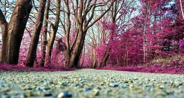 hermoso paisaje infrarrojo púrpura en alta resolución foto