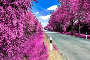 hermoso paisaje infrarrojo púrpura en alta resolución foto