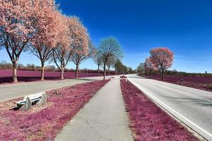 hermoso paisaje infrarrojo púrpura en alta resolución foto