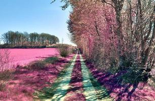 hermoso paisaje infrarrojo púrpura en alta resolución foto