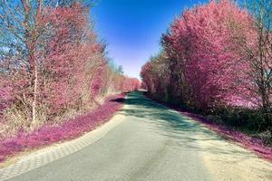 Beautiful purple infrared landscape in high resolution photo