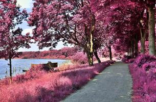 Beautiful purple infrared landscape in high resolution photo