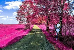 Beautiful purple infrared landscape in high resolution photo