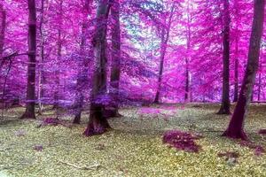 Beautiful pink and purple infrared panorama of a countryside landscape with a blue sky photo