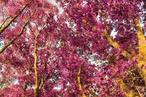 Beautiful pink and purple infrared panorama of a countryside landscape with a blue sky photo