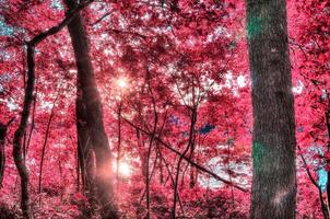 Beautiful pink and purple infrared panorama of a countryside landscape with a blue sky photo