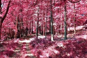 hermoso panorama infrarrojo rosa y púrpura de un paisaje rural con un cielo azul foto