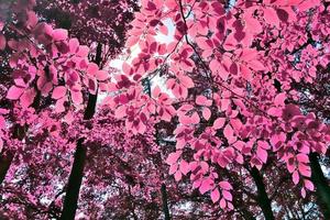 Beautiful pink and purple infrared panorama of a countryside landscape with a blue sky photo