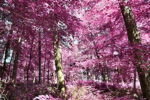 hermoso panorama infrarrojo rosa y púrpura de un paisaje rural con un cielo azul foto