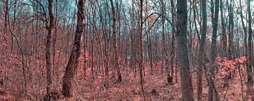 Beautiful pink and purple infrared panorama of a countryside landscape with a blue sky photo