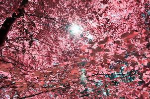 Beautiful pink and purple infrared panorama of a countryside landscape with a blue sky photo