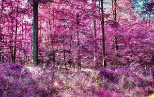 Beautiful pink and purple infrared panorama of a countryside landscape with a blue sky photo