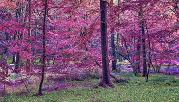 Beautiful pink and purple infrared panorama of a countryside landscape with a blue sky photo