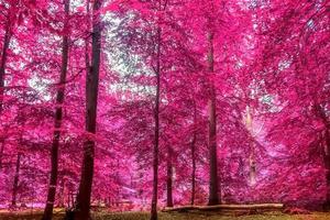 Beautiful pink and purple infrared panorama view into a forest landscape. photo