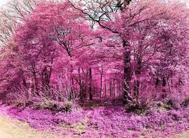 Beautiful pink and purple infrared panorama of a countryside landscape with a blue sky photo