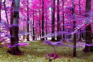 Beautiful pink and purple infrared panorama view into a forest landscape. photo