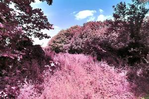 Beautiful pink and purple infrared panorama of a countryside landscape with a blue sky photo