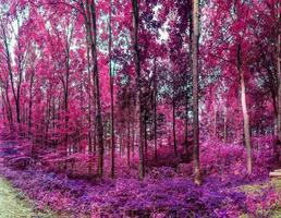 Beautiful pink and purple infrared panorama of a countryside landscape with a blue sky photo