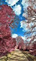 Beautiful pink and purple infrared panorama of a countryside landscape with a blue sky photo