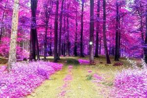 Beautiful pink and purple infrared panorama view into a forest landscape. photo