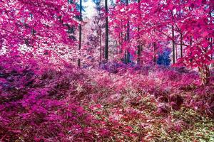 Beautiful pink and purple infrared panorama of a countryside landscape with a blue sky photo