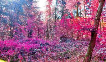 Beautiful pink and purple infrared panorama of a countryside landscape with a blue sky photo