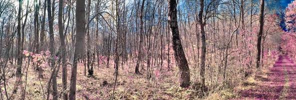 Beautiful pink and purple infrared panorama of a countryside landscape with a blue sky photo