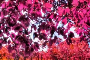 Beautiful pink and purple infrared panorama of a countryside landscape with a blue sky photo