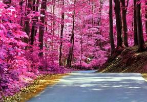 hermoso panorama infrarrojo rosa y púrpura de un paisaje rural con un cielo azul foto