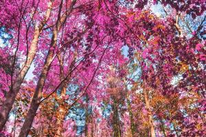 Beautiful pink and purple infrared panorama of a countryside landscape with a blue sky photo