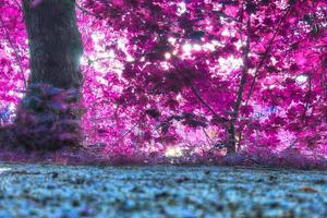 Beautiful pink and purple infrared panorama of a countryside landscape with a blue sky photo