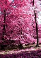 Beautiful pink and purple infrared panorama of a countryside landscape with a blue sky photo