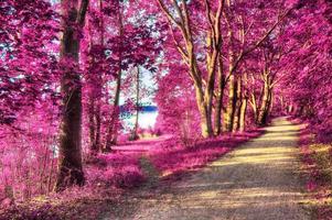 Beautiful pink and purple infrared panorama of a countryside landscape with a blue sky photo