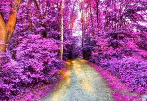 Beautiful pink and purple infrared panorama of a countryside landscape with a blue sky photo