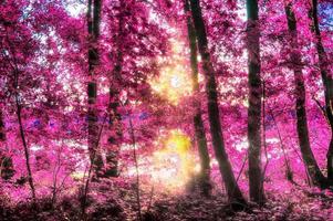 Beautiful pink and purple infrared panorama of a countryside landscape with a blue sky photo