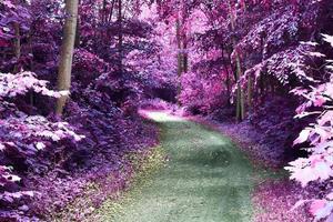 Beautiful pink and purple infrared panorama of a countryside landscape with a blue sky photo