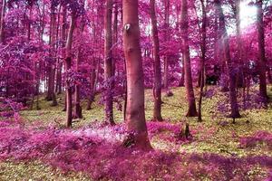 Beautiful pink and purple infrared panorama of a countryside landscape with a blue sky photo