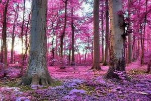 hermoso panorama infrarrojo rosa y púrpura de un paisaje rural con un cielo azul foto