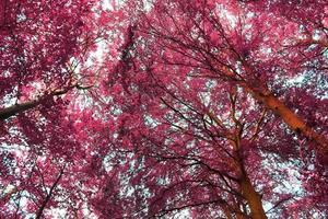 Beautiful pink and purple infrared panorama of a countryside landscape with a blue sky photo