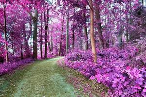 Beautiful pink and purple infrared panorama of a countryside landscape with a blue sky photo